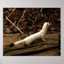 Recherche de belette posters Animaux
