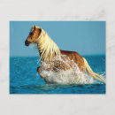 Recherche de drôle de cheval cartes postales Cool