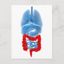 Recherche de organes internes cartes postales Transparent