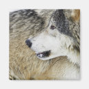 Recherche de loup de chien magnets Nature