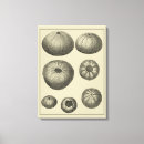 Recherche de sable blanc art Vie marine