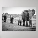 Recherche de african animals posters Horizontal