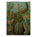 Recherche de centipède cartes postales Bogue