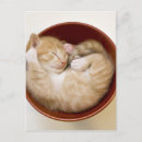 Recherche de chat se couchant posters Animaux domestiques