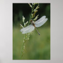 Recherche de images de libellule Jour