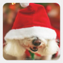 Recherche de bichons autocollants Animaux familiers