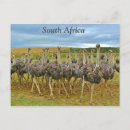 Recherche de ostrich cartes postales Savane