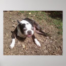Recherche de chien endormi posters Photographie