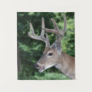 Recherche de cerfs communs de queue Andouillers
