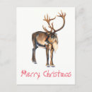 Recherche de caribou noël cartes postales Renne
