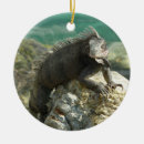 Recherche de iguane ornements Tropical