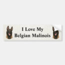Recherche de malinois voiture autocollants Belge