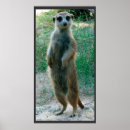 Recherche de suricate posters Faune