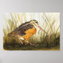 Recherche de becasse Oiseau