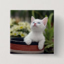 Recherche de chaton badges Animaux de bébé