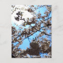 Recherche de fleur de sakura cartes postales Tokyo