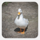 Recherche de canards blancs autocollants Oiseaux
