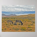 Recherche de burro posters Mule