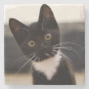 Recherche de smoking dessous de verres Chaton