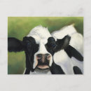 Recherche de vache à lait cartes postales Bétail