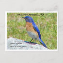 Recherche de oiseau bleu de montagne cartes postales Oiseaux