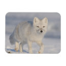 Recherche de canine magnets Environnement
