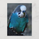 Recherche de perruche bleue cartes postales Oiseau