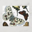 Recherche de petit papillon cartes postales Papillons