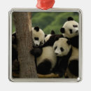 Recherche de panda de bébé ornements Animal