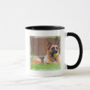 Recherche de chiot berger allemand tasses Animal