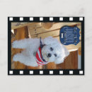 Recherche de bichons cartes postales Dog