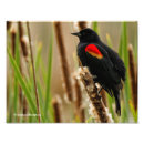 Recherche de aile rouge posters Oiseau à ailes rouges