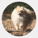 Recherche de loulou autocollants Carter