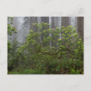 Recherche de rhododendron cartes postales Californie