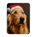 Recherche de goldene retriever magnete Animaux domestiques