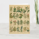 Recherche de herboriste vœux cartes Herbes