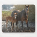 Recherche de keyboard cartes postales Animal