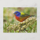 Recherche de plumage cartes postales Faune