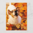 Recherche de grand chien cartes postales Nature