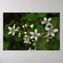 Recherche de blackberry art Fleur