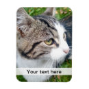Recherche de pet magnets Picture