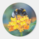 Recherche de pollen magnets Nature