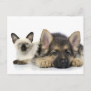 Recherche de furry cartes postales Chat