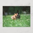Recherche de chat japonais cartes postales Vacances