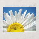 Recherche de fleur de marguerite cartes postales Pour elle
