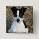 Recherche de rattie badges Dog