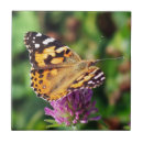 Recherche de butterfly carreaux Insecte