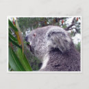 Recherche de koala australie cartes postales Sydney