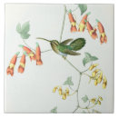 Recherche de colibri carreaux Faune