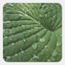 Recherche de gouttes de pluie autocollants Hosta